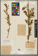 Foto von Salix triandra L.